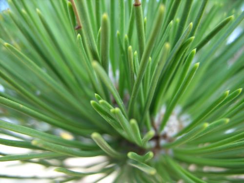 pine close up forest