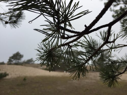 pine branch conifers