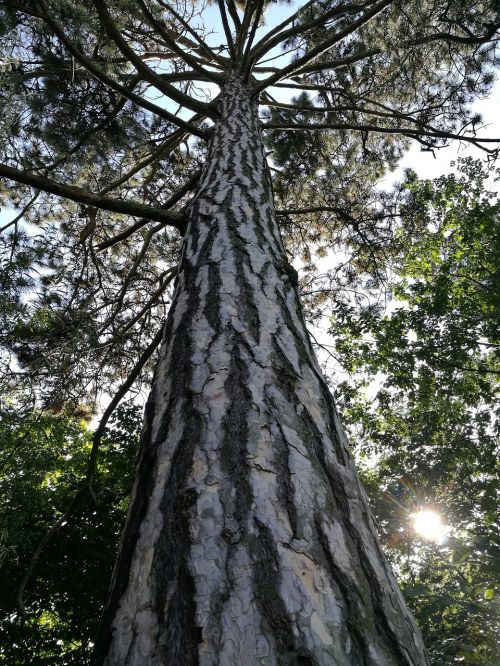 pine nature plant