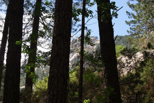 pine rocks tree