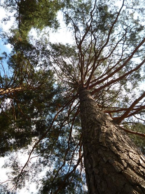 pine nature wood
