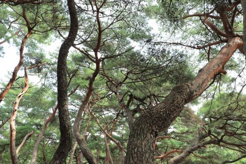 pine tree pinetree