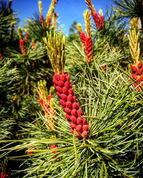pine inflorescences kerkät