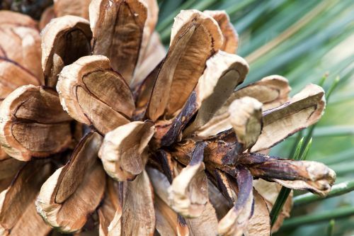 pine cone macro