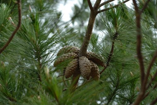 pine tree green