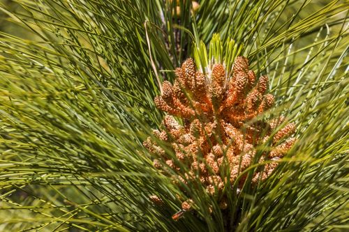 pine forest conifer
