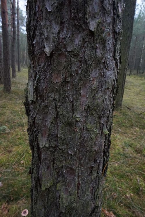 pine trunk tree