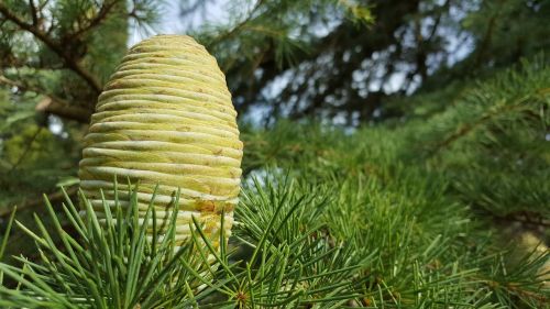 pine cone pine nature