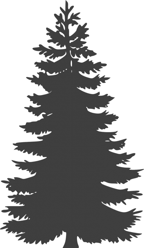 pine conifer evergreen