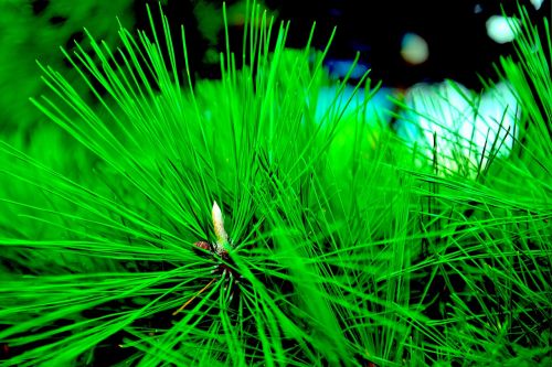 pine green plant