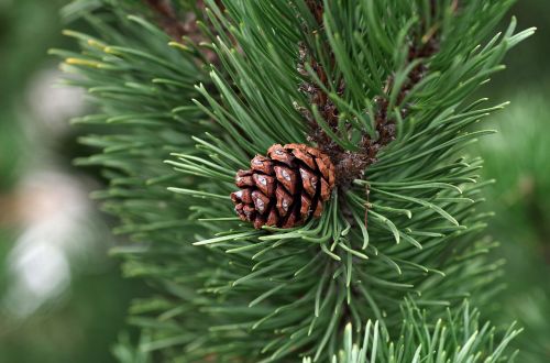 pine pine cone essential