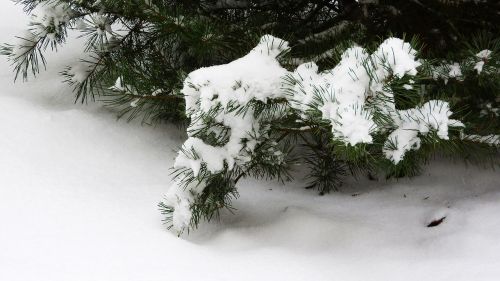 pine snow the snow on the tree