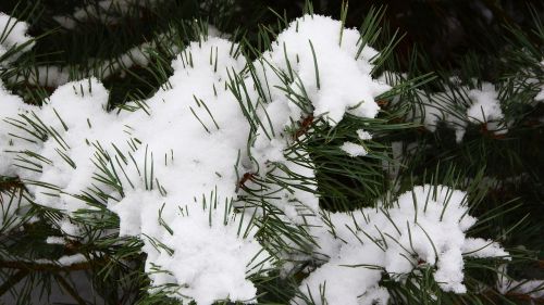 pine snow the snow on the tree