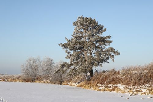 pine nature russia