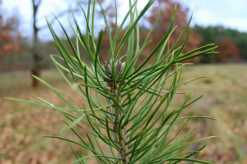 pine sapling green