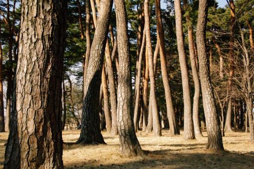 pine forest nature