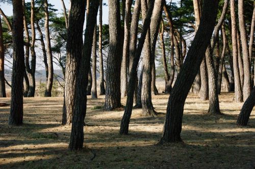 pine forest nature