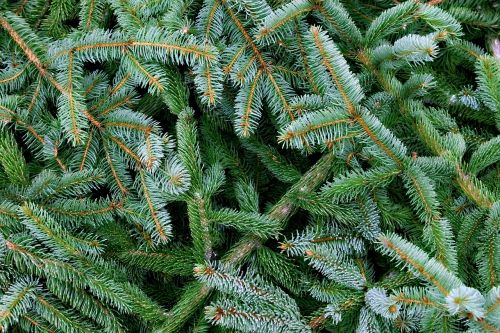 pine wood evergreen