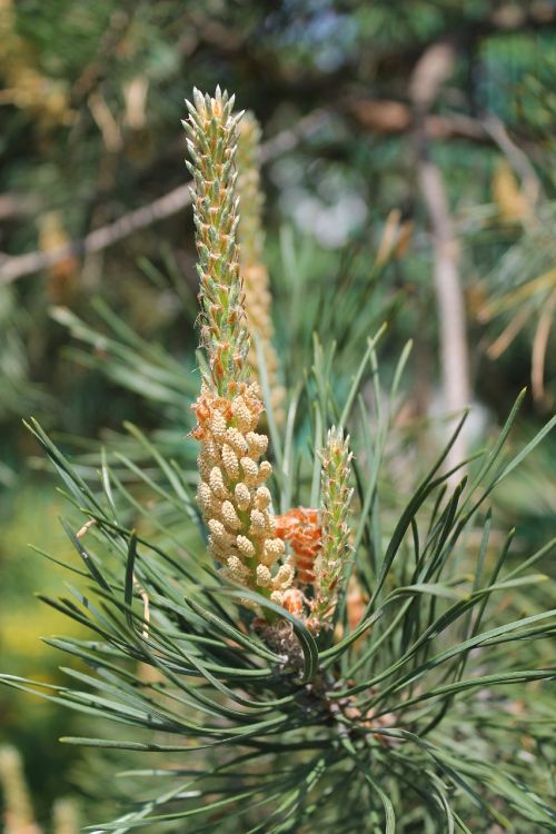 pine branch needles