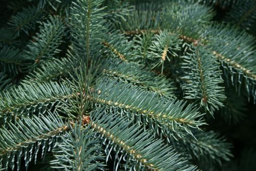 pine winter tree