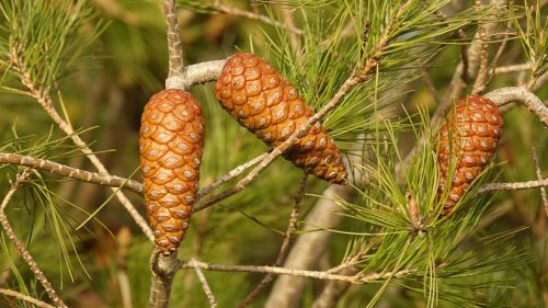 pine cones or pine cone