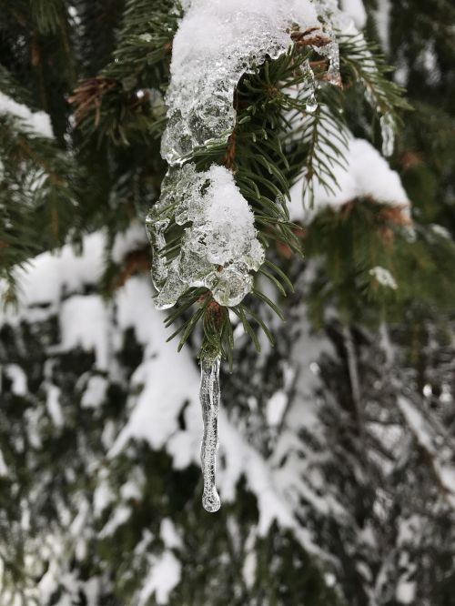pine pendant ice