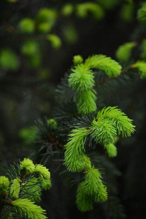 pine bud forest