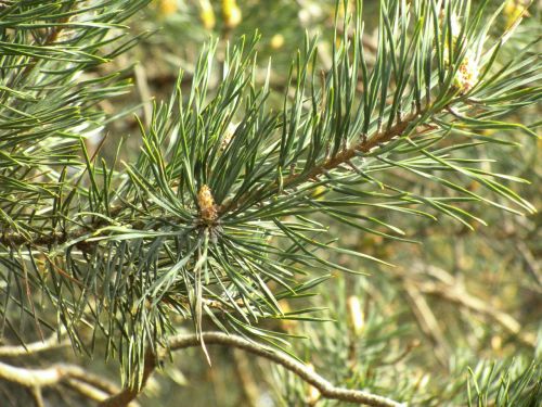 pine tree needle