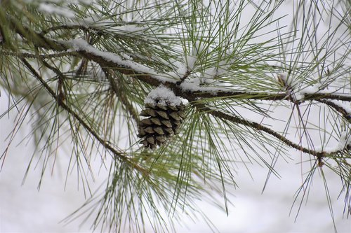 pine  needle  winter
