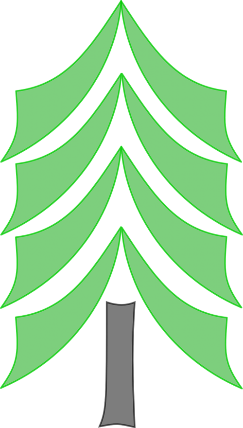 pine tree conifer
