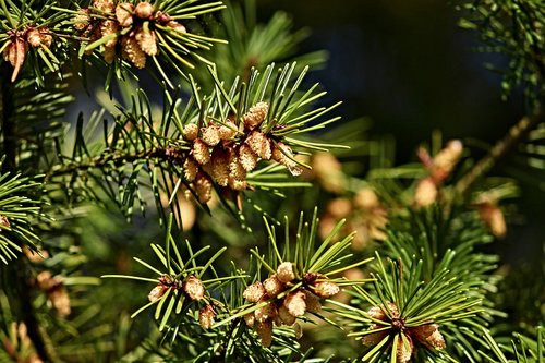 pine  tap  pine cones