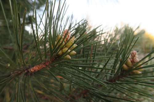 pine  cocoon  tree