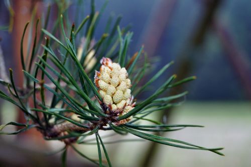 pine blossom bloom