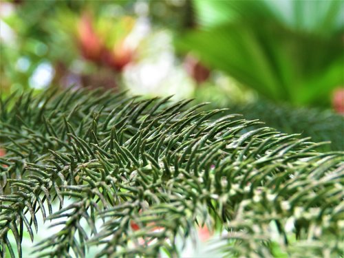 pine  tree  plant