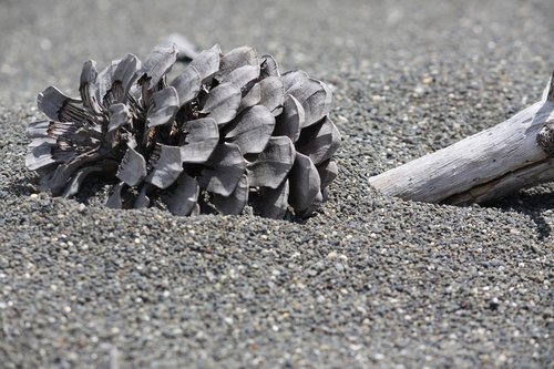 pine  cone  sand