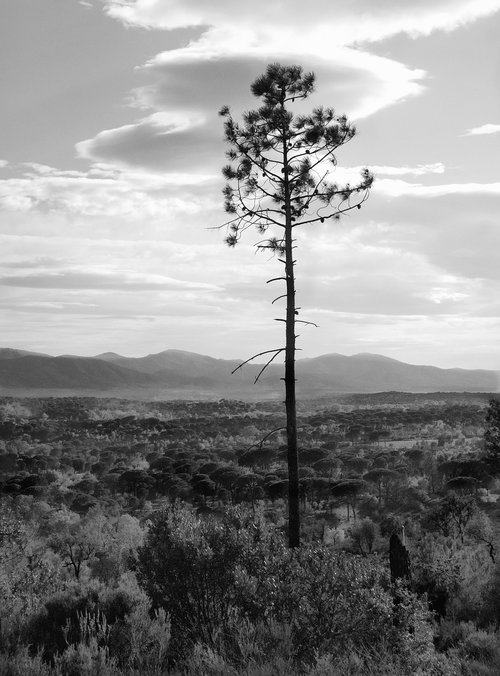 pine  plain  landscape
