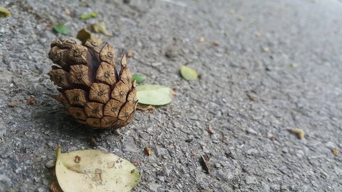 pine  nature  leaf