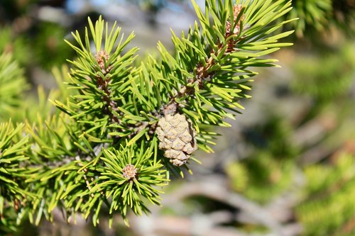 pine  pine cone  three