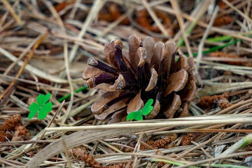 pine  echinacea  plant
