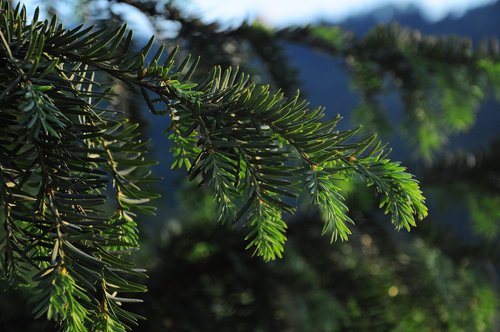 pine  pine branch  pine tree