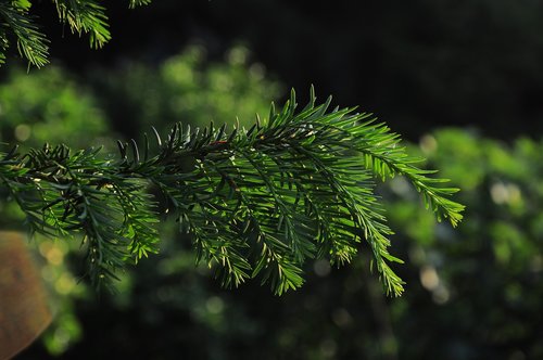 pine  official glass  pine tree