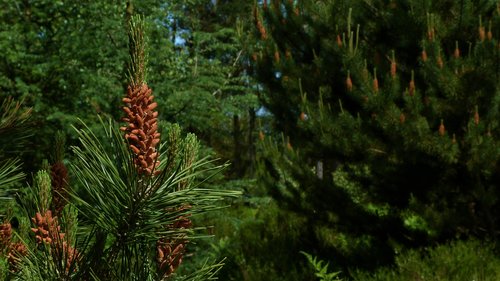 pine  fir  tree
