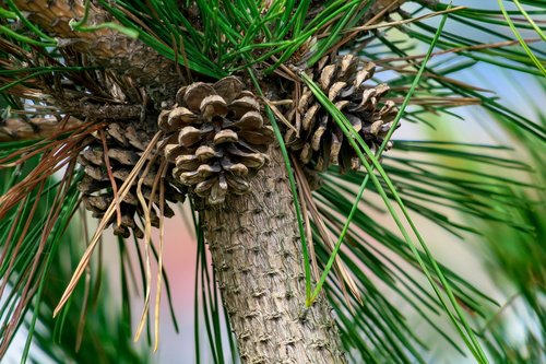 pine  plant  natural