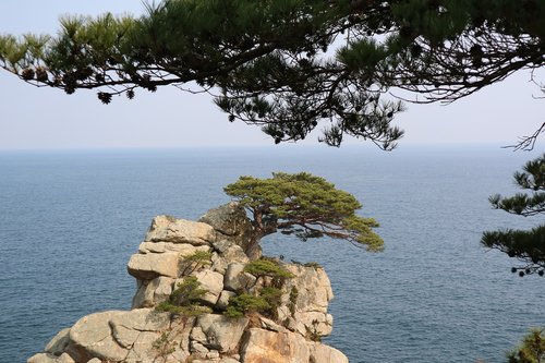 pine  to see  sea
