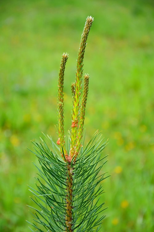 pine  tree  nature