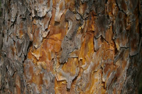 pine bark conifer