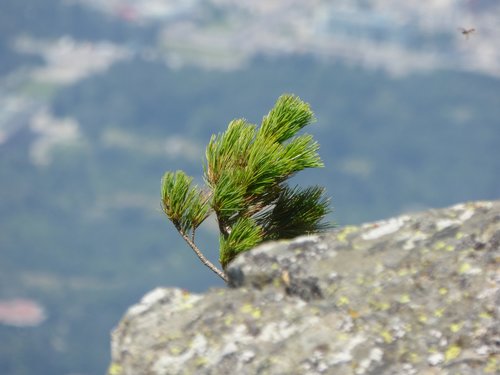 pine  rock  the wind