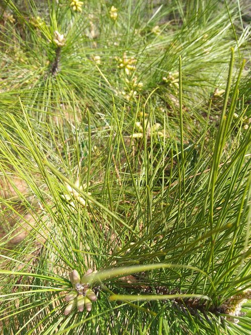 pine  blooms  nature