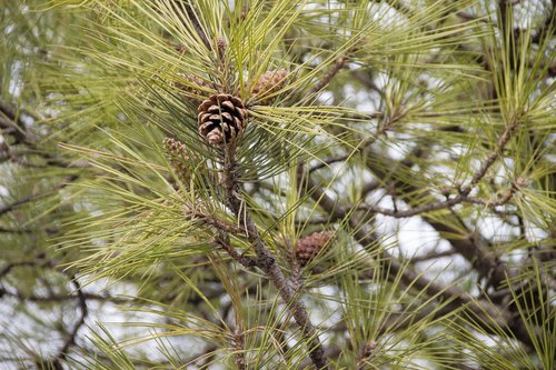 pine  cones  tree