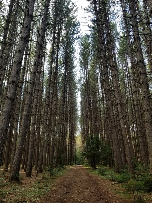 pine  trees  forest